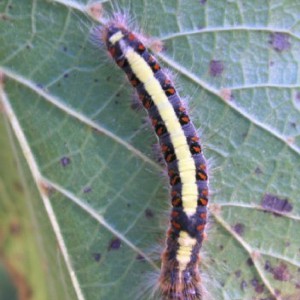 Grey Dagger (Acronicta psi)