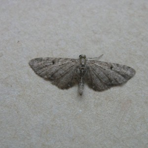 Grey Pug (Eupithecia subfuscata)