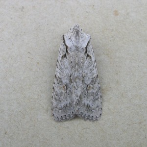 Grey Shoulder-knot (Lithophane ornitopus)