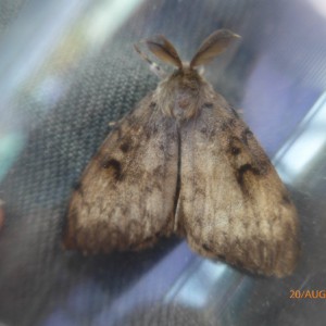 Gypsy Moth (Lymantria dispar)