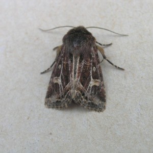 Haworth's Minor (Celaena haworthii)