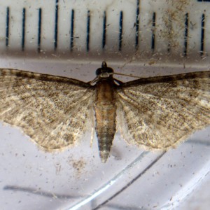 Haworth's Pug (Eupithecia haworthiata)