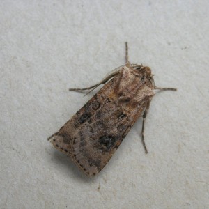 Heart & Club (Agrotis clavis)