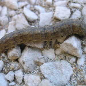 Heart & Dart (Agrotis exclamationis)