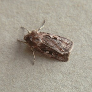 Heath Rustic (Xestia agathina)