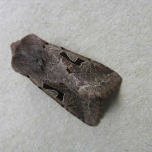 Hebrew Character (Orthosia gothica)