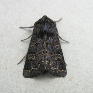 Hedge Rustic (Tholera cespitis)