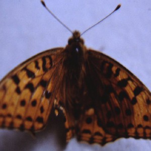 High-brown Fritillary (Argynnis adippe)