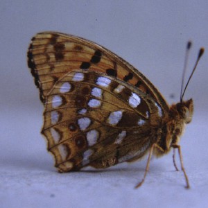 High-brown Fritillary (Argynnis adippe)