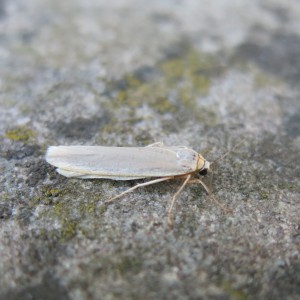 Hoary Footman