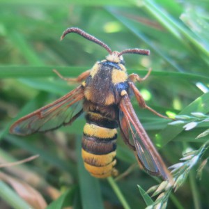 Hornet Moth (Sesia apiformis)