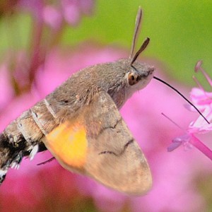 Hummingbird Hawk-moth (Macroglossum stellatarum)