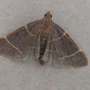 (Hypsopygia glaucinalis)