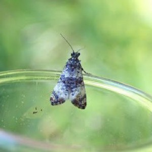 (Hysterophora maculosana)