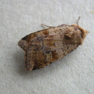 Ingrailed Clay (Diarsia mendica)