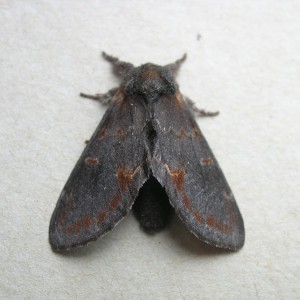 Iron Prominent (Notodonta dromedarius)