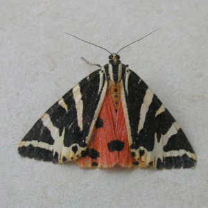 Jersey Tiger (Euplagia quadripunctaria)