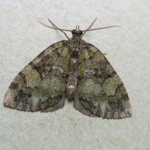 July Highflyer (Hydriomena furcata)