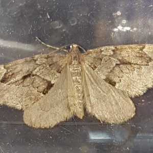 Juniper Carpet (Thera juniperata)