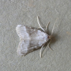 Kent Black Arches (Meganola albula)