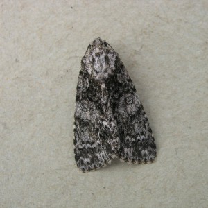 Knot Grass (Acronicta rumicis)