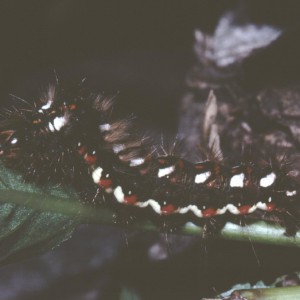 Knot Grass (Acronicta rumicis)