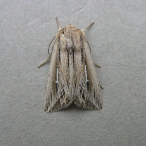 L-album Wainscot (Mythimna l-album)