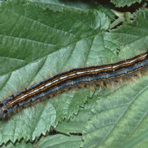 The Lackey (Malacosoma neustria)