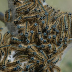 The Lackey (Malacosoma neustria)