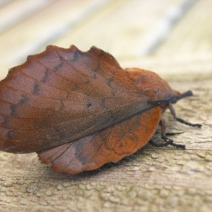 The Lappet (Gastropacha quercifolia)