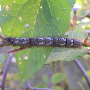 The Lappet (Gastropacha quercifolia)