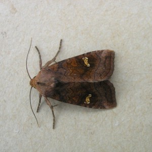 Large Ear (Amphipoea lucens)