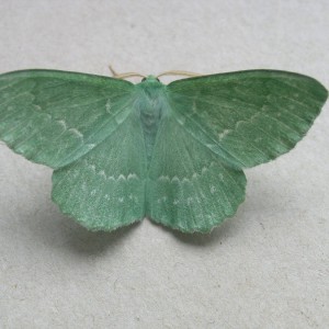 Large Emerald (Geometra papilionaria)