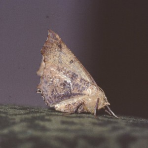 Large Thorn (Ennomos autumnaria)