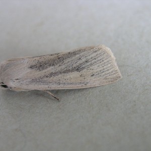 Large Wainscot (Rhizedra lutosa)