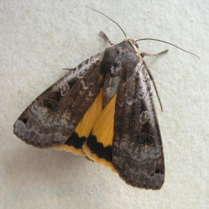 Large Yellow Underwing (Noctua pronuba)