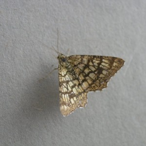 Latticed Heath (Chiasmia clathrata)