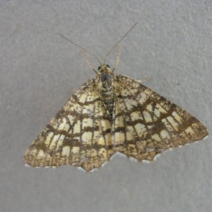 Latticed Heath (Chiasmia clathrata)