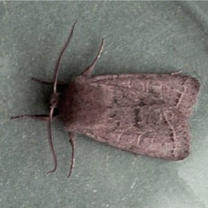 Lead-coloured Drab (Orthosia populeti)