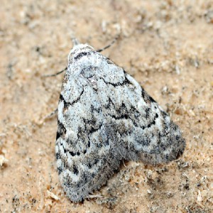 Least Black Arches (Nola confusalis)