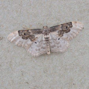 Least Carpet (Idaea rusticata)