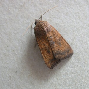 Least Yellow Underwing (Noctua interjecta)