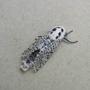 Leopard Moth (Zeuzera pyrina)