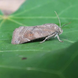 Lesser-spotted Pinion (Cosmia affinis)