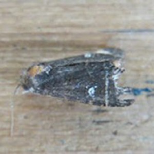 Lesser Common Rustic (Mesapamea didyma)