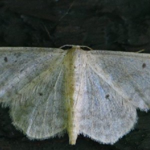 Lesser Cream Wave (Scopula immutata)