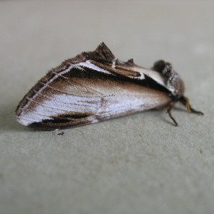 Lesser Swallow Prominent (Pheosia gnoma)