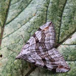 Lesser Treble-bar (Aplocera efformata)