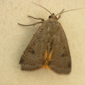 Lesser Yellow Underwing (Noctua comes)