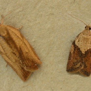 Light Brown Apple Moth (Epiphyas postvittana)